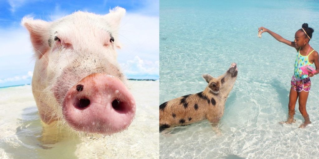 カリブ海に浮かぶ無人島でブタと泳げる Snsで話題のブタさんビーチツアー ベルトラが販売開始 ベルトラ株式会社 Veltra Corporation